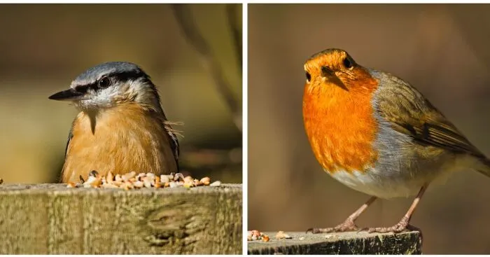 I Am A Photographer And Here Are My 10 Tips For Getting The Best Bird Photos Of Your Life