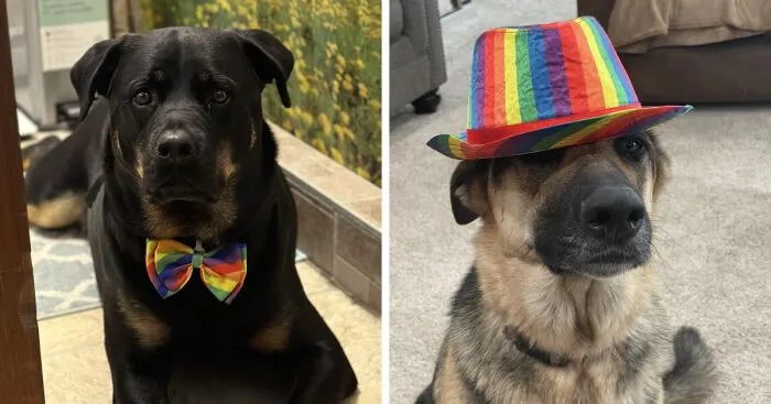 Hey Pandas, Post The Best Pictures Of Your Pets Celebrating Pride (Closed)