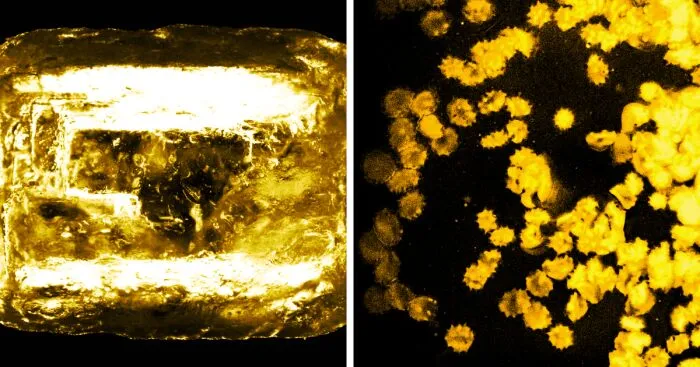 From Microscope To Masterpiece: My Black And Gold Digital Photo Manipulations Journey (24 Pics)
