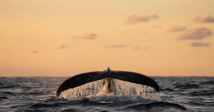 I Captured 5 Epic Humpback Whale Moments During This Season's Migration