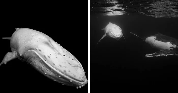 I Photographed The Infamous White Whale Migaloo (4 Pics)