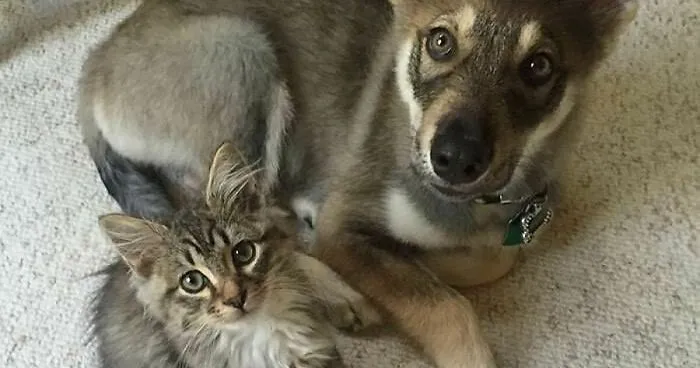 This Husky Picked Out Her Own Kitten To Take Home From Shelter (9 Pics)