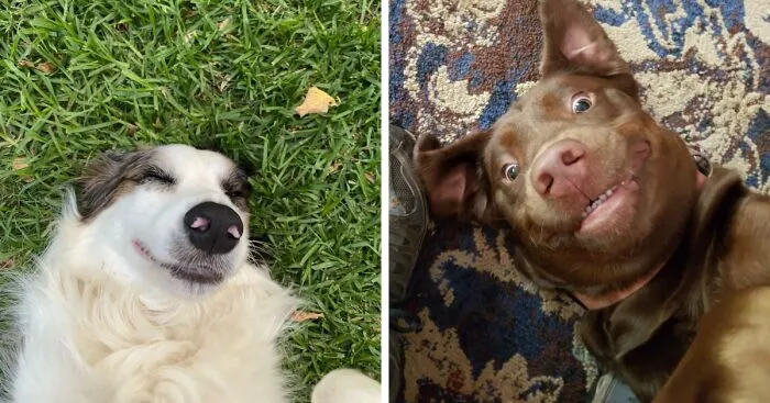 Hey Pandas, Post A Funny Picture Of Your Pet (Closed)