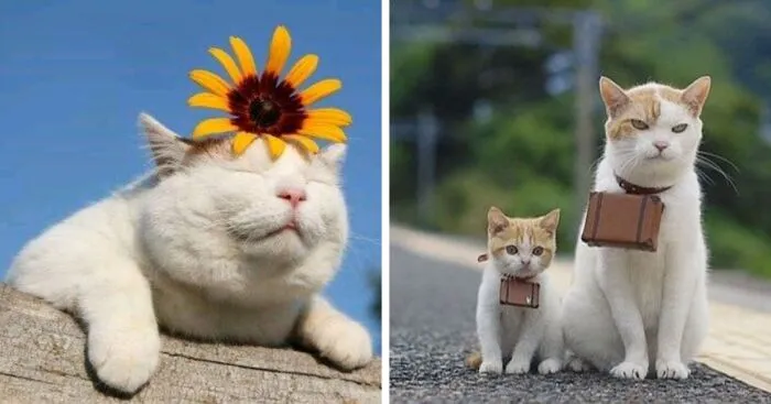 I Collected 8 Funny Photos Of Cats Chilling In The Summer