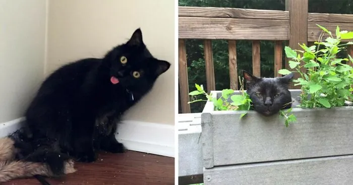 I Collected 9 Moments Of Cats Having Catnip And Cat.exe Crashing Right Afterwards