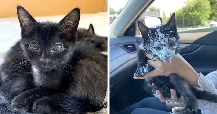 Rescue Kitten Went Crazy For Her Very First Puppuccino Ever (7 Pics)
