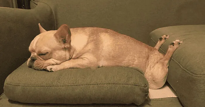 The Animals Who Refuse To Act Normally (22 Pics)