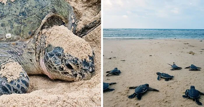 Green Turtles: The Little "Wanderers" In The Middle Of The Ocean