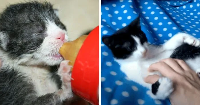 5 Tiny Rescued Kittens Are Adopted And Have The Happiest Life Ever