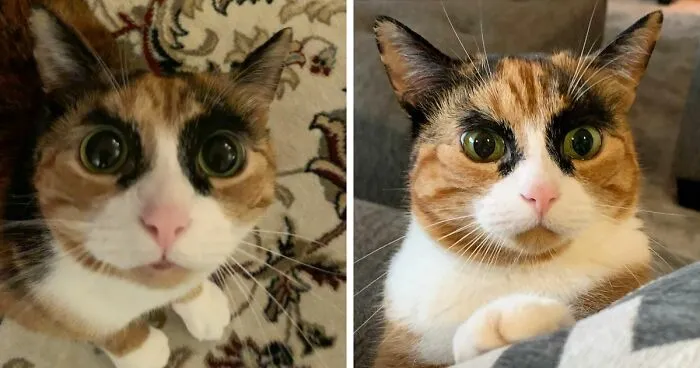 This Cat Has Weird Eyebrows Which Make Her Look Like She’s Always Judging You