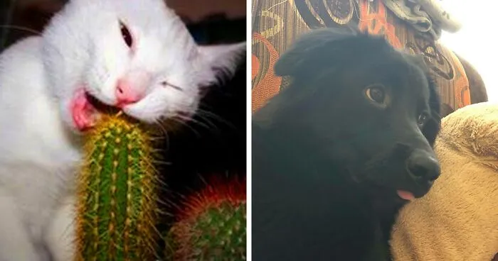 Hey Pandas, Share A Picture Of Your Pet Doing Something Weird (Closed)