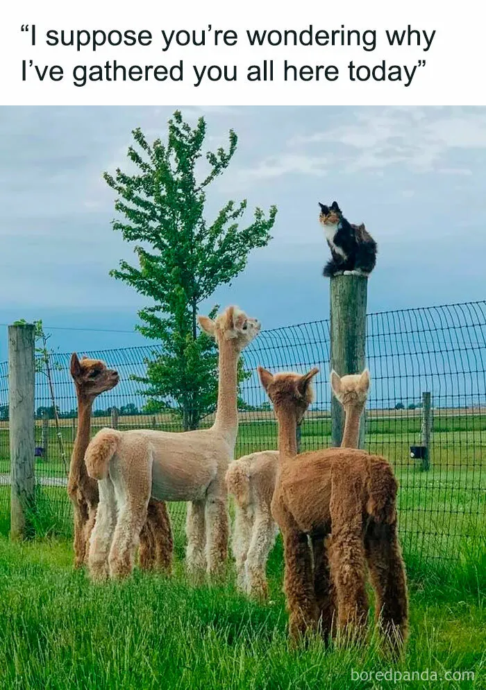 30 Of The Funniest Animal Memes To Make Your Day, As Seen On This Instagram Page