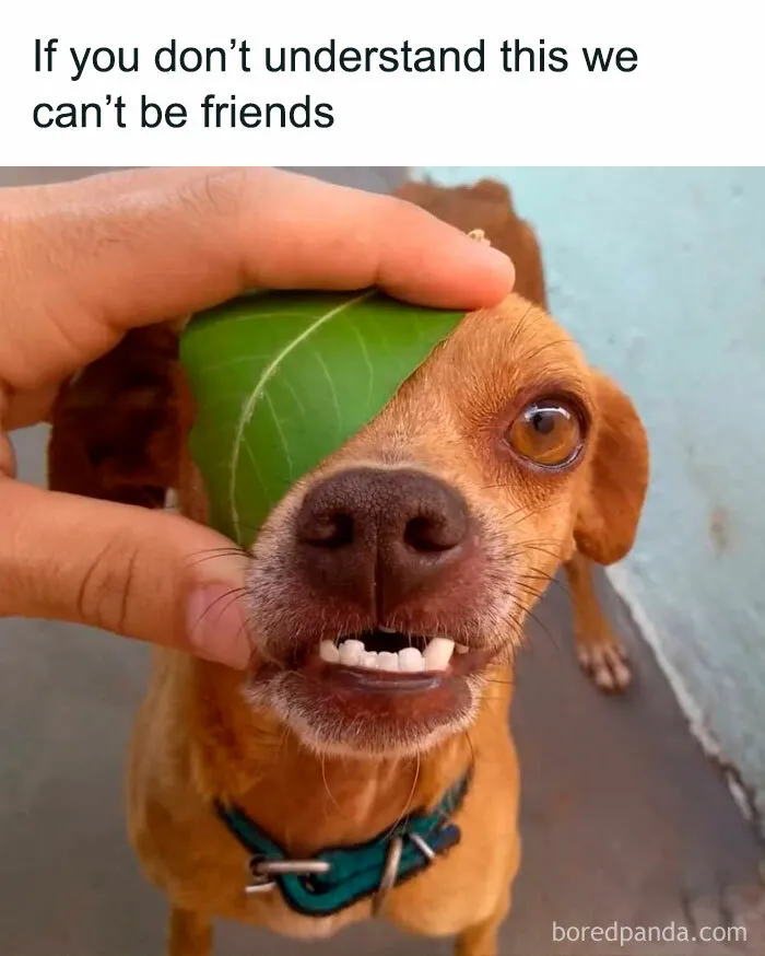 30 Of The Funniest Animal Memes To Make Your Day, As Seen On This Instagram Page