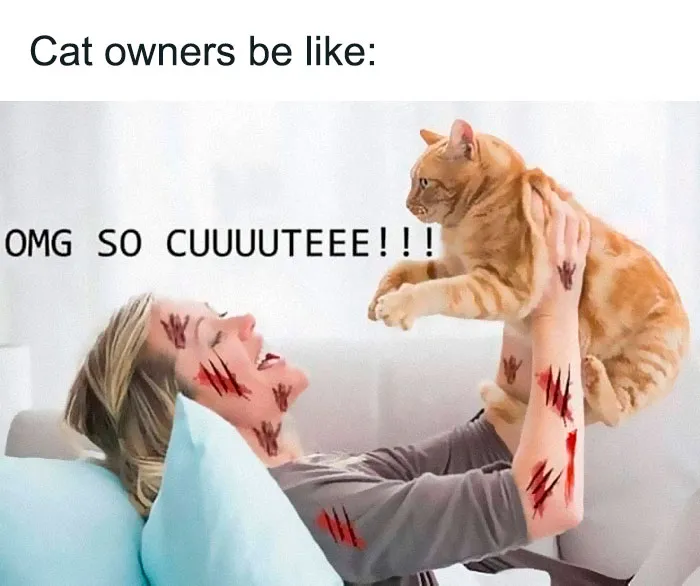 30 Of The Funniest Animal Memes To Make Your Day, As Seen On This Instagram Page
