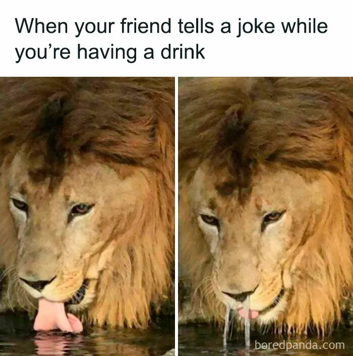 30 Of The Funniest Animal Memes To Make Your Day, As Seen On This Instagram Page