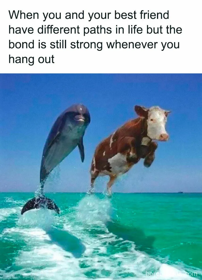 30 Of The Funniest Animal Memes To Make Your Day, As Seen On This Instagram Page