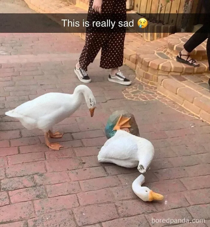 30 Of The Funniest Animal Memes To Make Your Day, As Seen On This Instagram Page