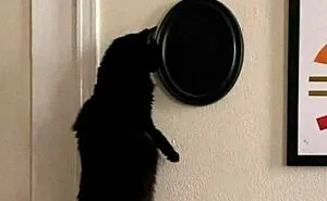 50 Funny And Relatable Cat Pics And Memes To Brighten Up Your Day