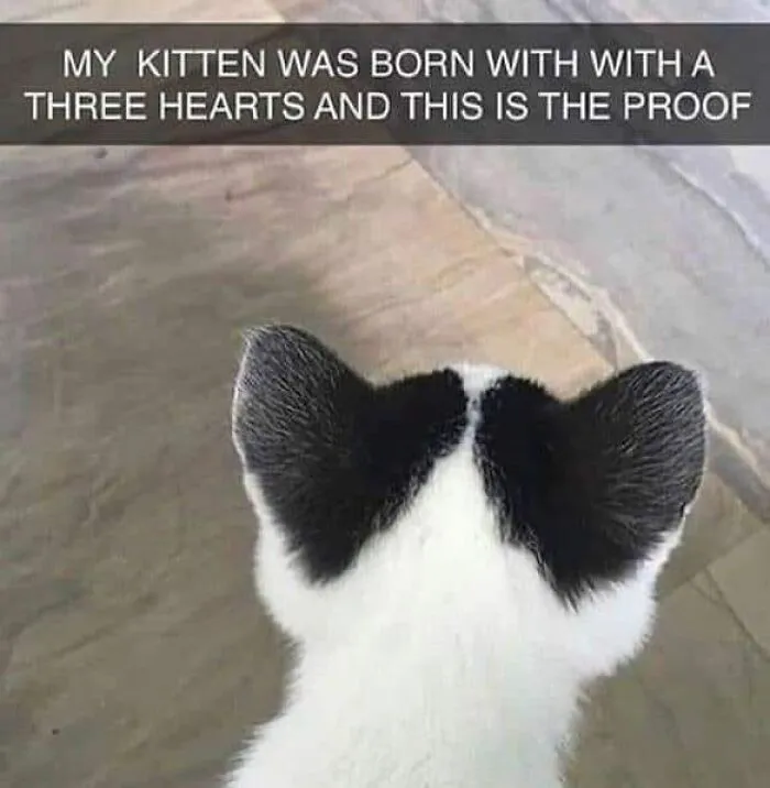 50 Funny And Relatable Cat Pics And Memes To Brighten Up Your Day