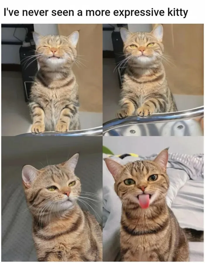 50 Funny And Relatable Cat Pics And Memes To Brighten Up Your Day