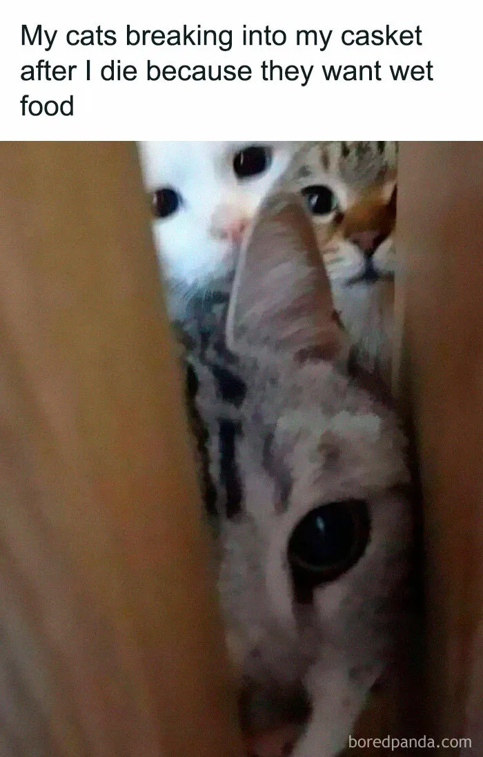 50 Funny And Relatable Cat Pics And Memes To Brighten Up Your Day