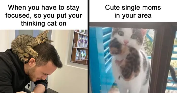 50 Funny Cat Photos Anyone Who Has Cats Should Appreciate