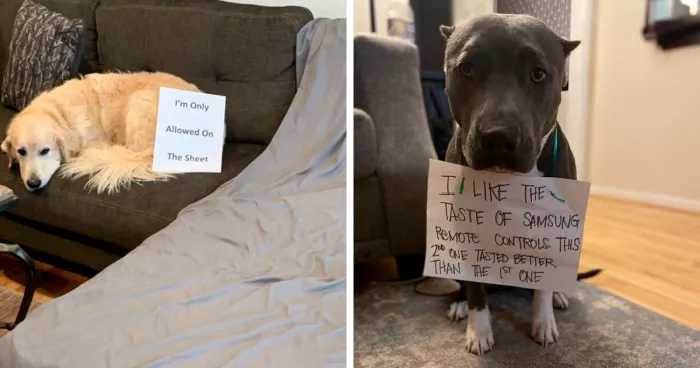 40 Dogs That Committed Such Wicked Acts, Their Owners Couldn't Help But "Shame" Them (New Pics)