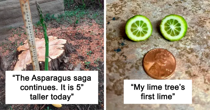 50 Times People Tried To Grow Their Own Food But Ended Up Hilariously Disappointed (New Pics)