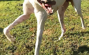 50 Times Pets Unintentionally Sent Their Owners Into Panic Mode (New Pics)