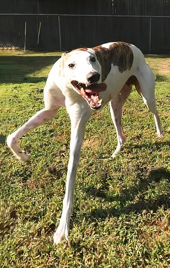 Stanley The Dog