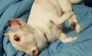 50 Times Pets Unintentionally Sent Their Owners Into Panic Mode (New Pics)