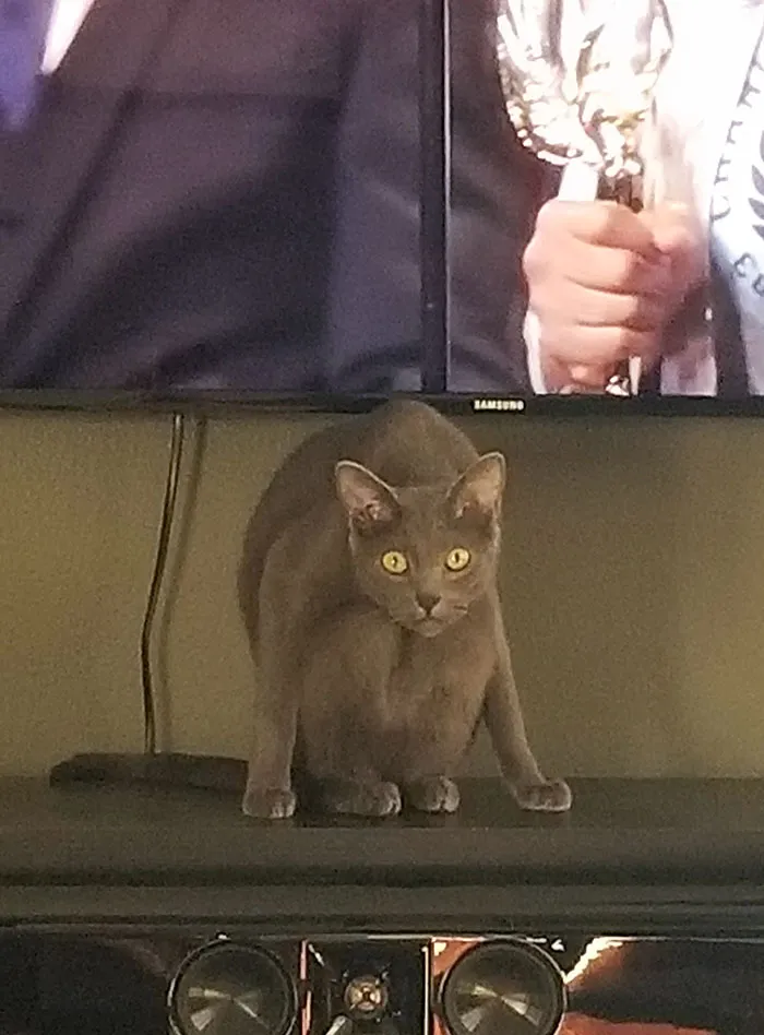 This Is When I Realized My Cat Was... Different
