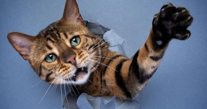 23 Photographs Of Cats Crossing A Paper Wall By Nils Jacobi