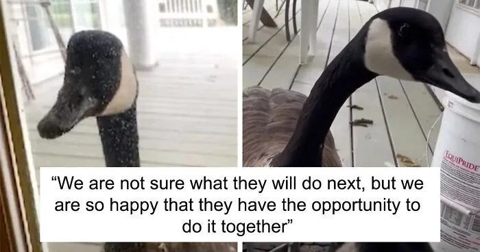 Goose Taps On The Door Of Wildlife Clinic, Demands To See Mate, Stays Through The Surgery