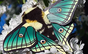 My 26 Fantasy Moth Dolls That Are Completely Handmade