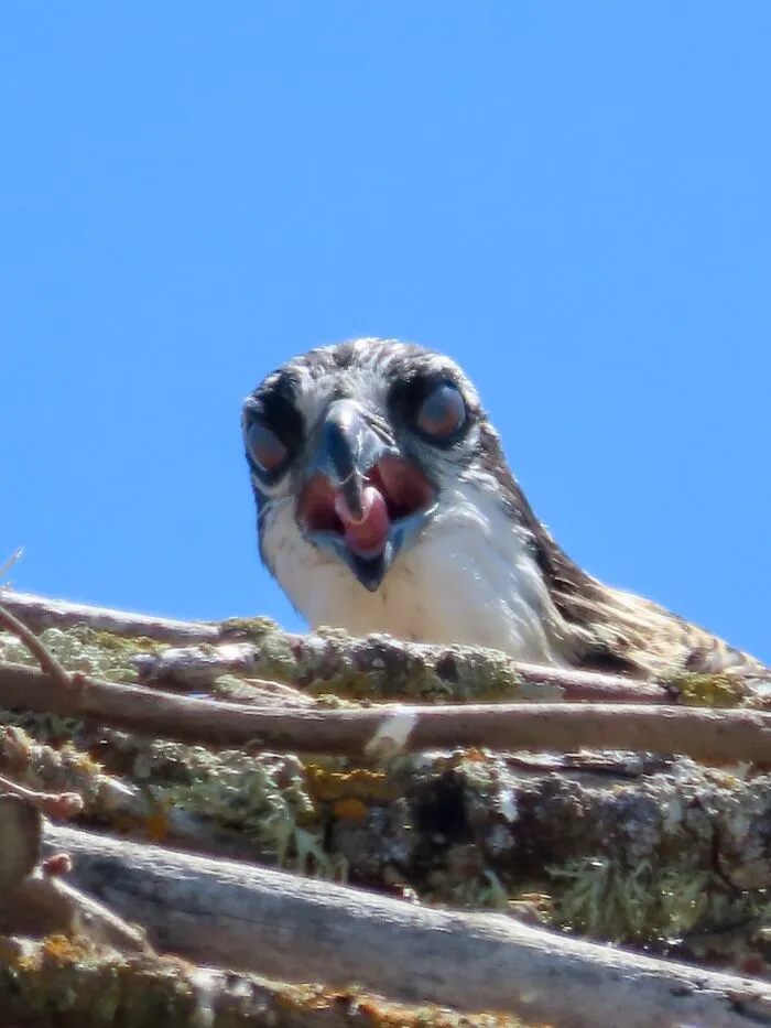 Got A Picture Of The 'Cute' Baby