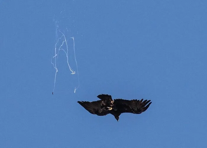 Jackson Pollock The Golden Eagle
