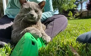 50 Hilariously Wholesome “My House, Not My Cat” Moments (New Pics)