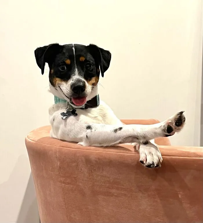 Managed To Catch My Puppy Just Chillin’