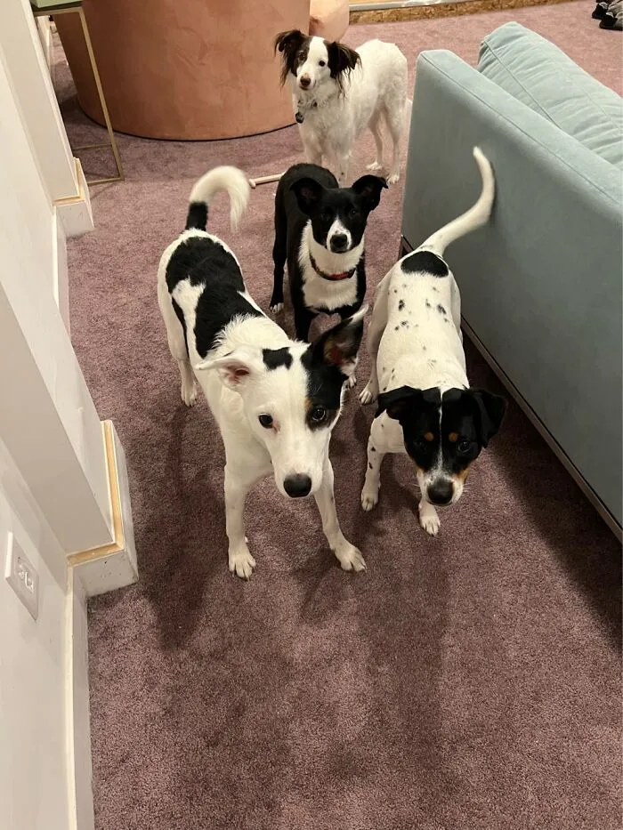 The Pack!