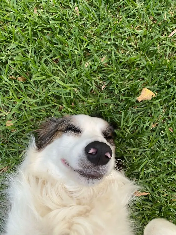 This Is Max. Max Likes Cuddles