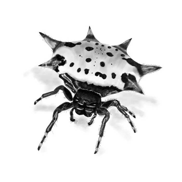 Creepy Crawly