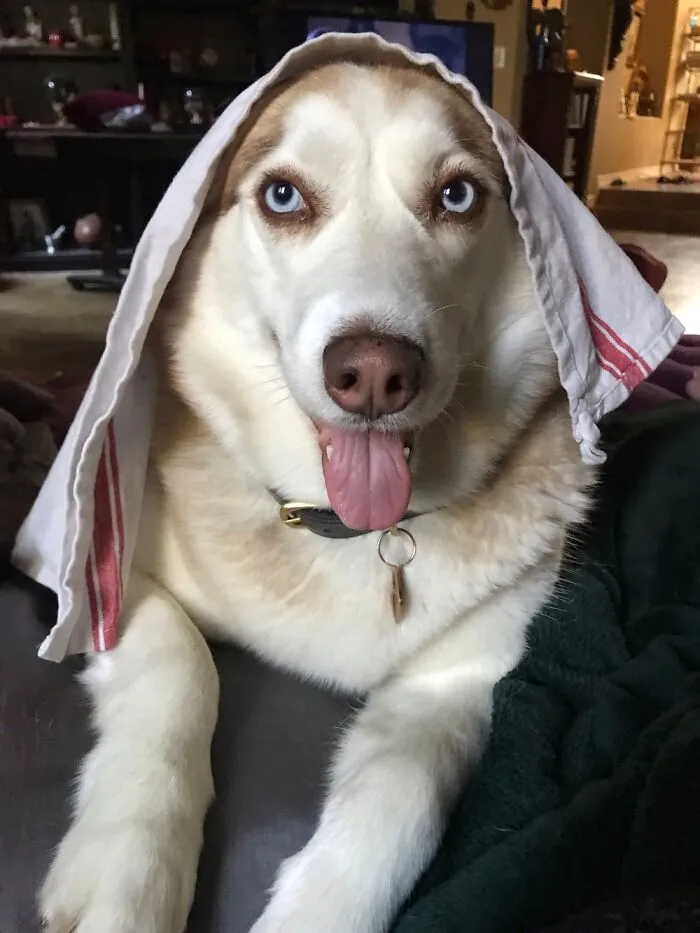Life Getting You Down? Adopt A Husky, You'll Smile Everyday, Guaranteed