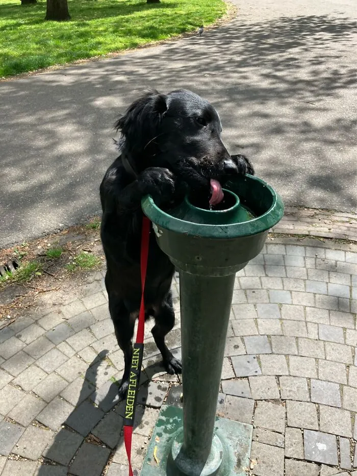 Figured It Out Himself When I Forgot His Water Once. This Is Now A Standard Ritual At The Park