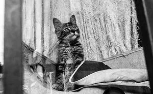 I Took Photos Of Window Cats In Venice, And Here Are 20 Of The Best Ones