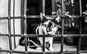 I Took Photos Of Window Cats In Venice, And Here Are 20 Of The Best Ones