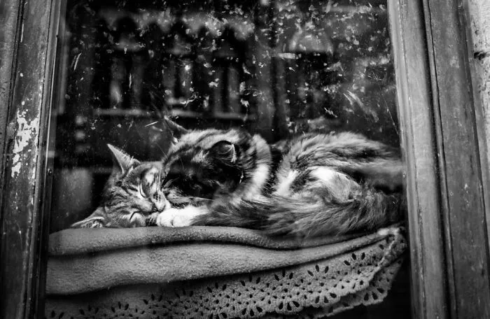 Piuma & Taffy