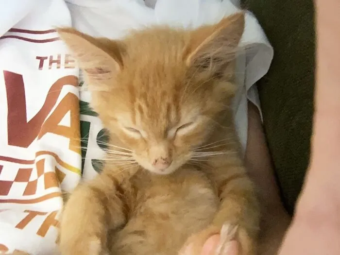 My Little Boy