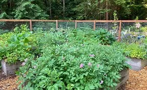 Hey Pandas, Please Show Us A Current Picture Of Your Gardens (Closed)