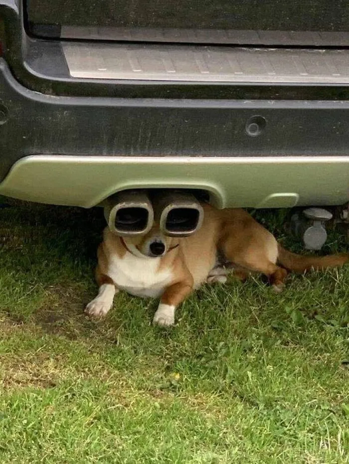 Perro vigilante